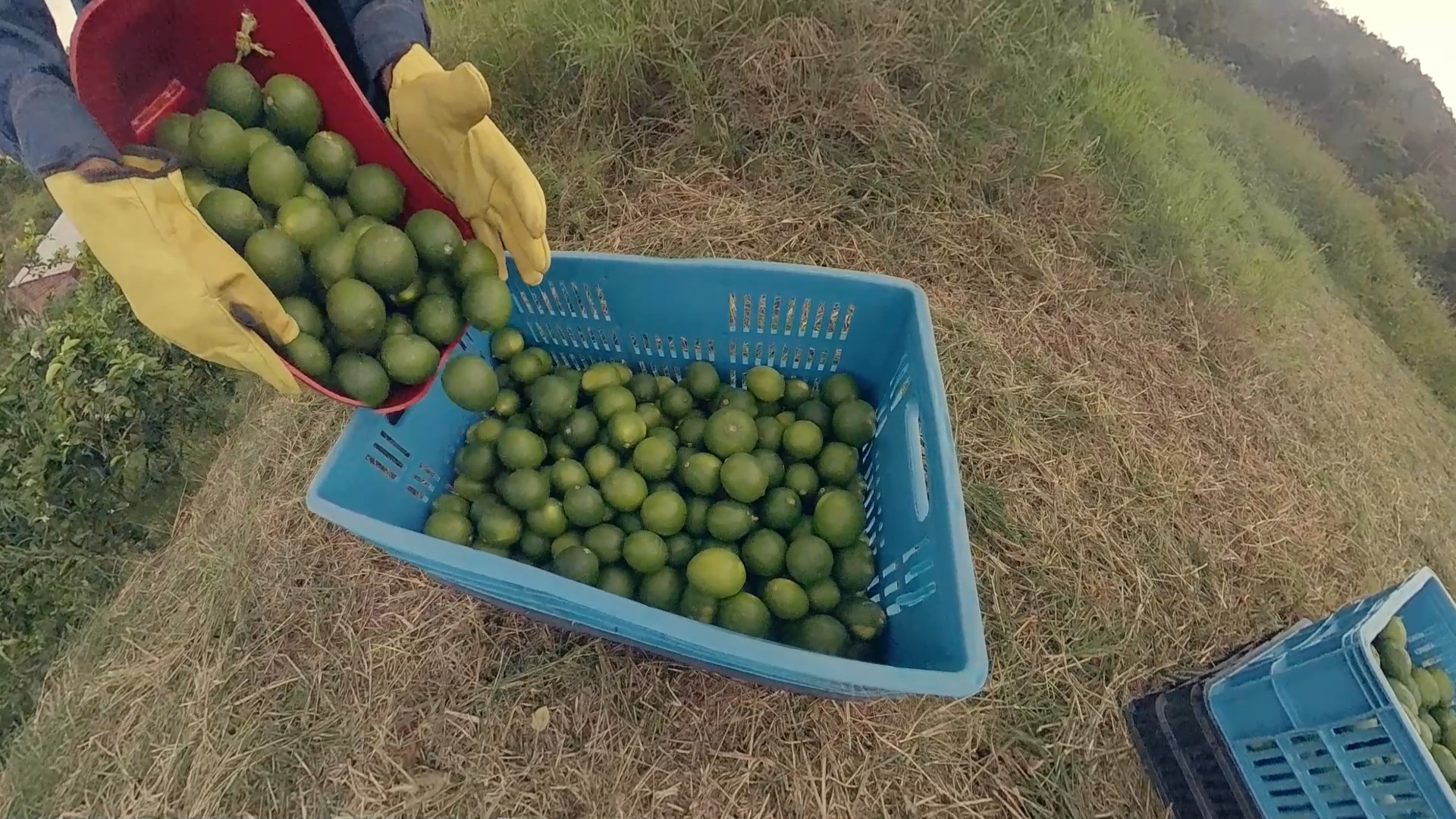 Selección de limones